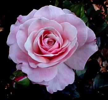 OurLadyOfGuadelupeFb